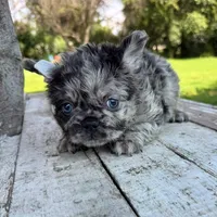Male, Fluffy Black Tri Merle, a male French Bulldog for sale in Houston, TX – 1 of 5