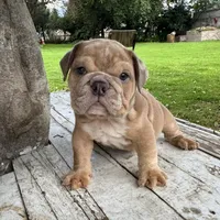 Male, Merle, a male English Bulldog for sale in Houston, TX – 6 of 7