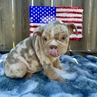 Female, Lilac Tri Merle, a female English Bulldog for sale in Houston, TX – 8 of 8