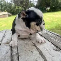 Female, Black Tri, a female English Bulldog for sale in Houston, TX – 4 of 6