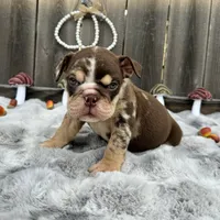Female, Choco Tri Merle, a female English Bulldog for sale in Houston, TX – 4 of 7