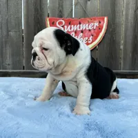 Female, Black and White, a female English Bulldog for sale in Houston, TX – 5 of 8