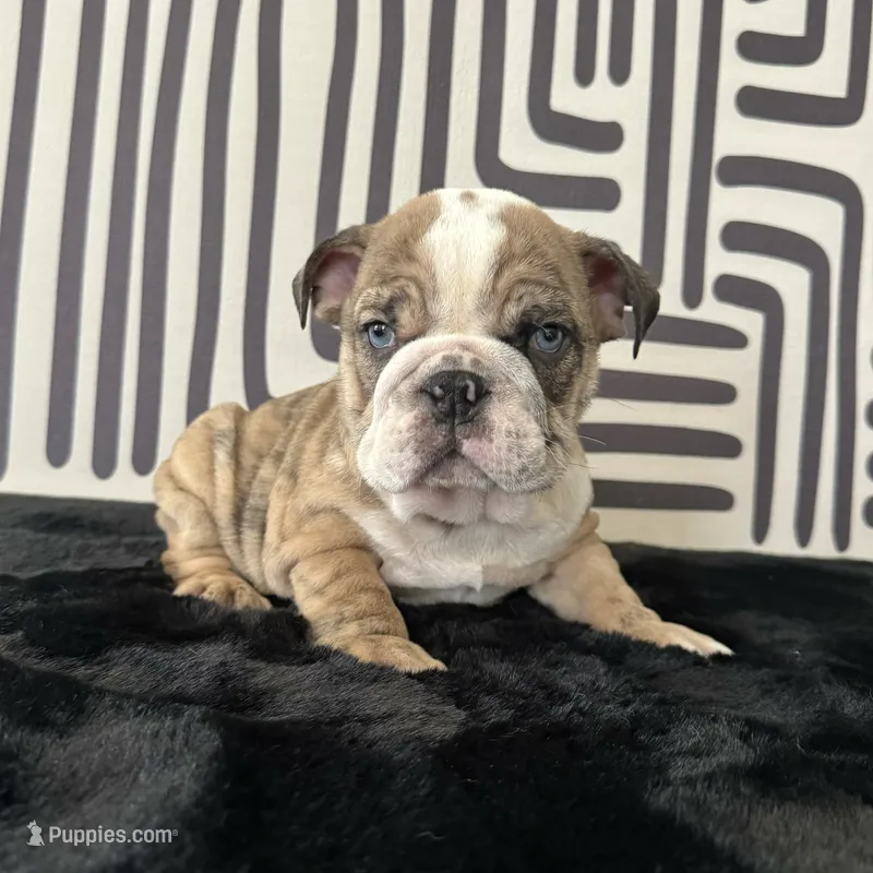 Male, Brindle – English Bulldog puppy for sale in Houston, TX