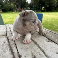 Male, Lilac Tri Merle , a male English Bulldog for sale in Houston, TX – 2 of 5