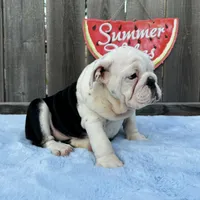 Female, Black and White, a female English Bulldog for sale in Houston, TX – 2 of 8