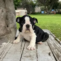 Male, Black and White, a male English Bulldog for sale in Houston, TX – 3 of 7