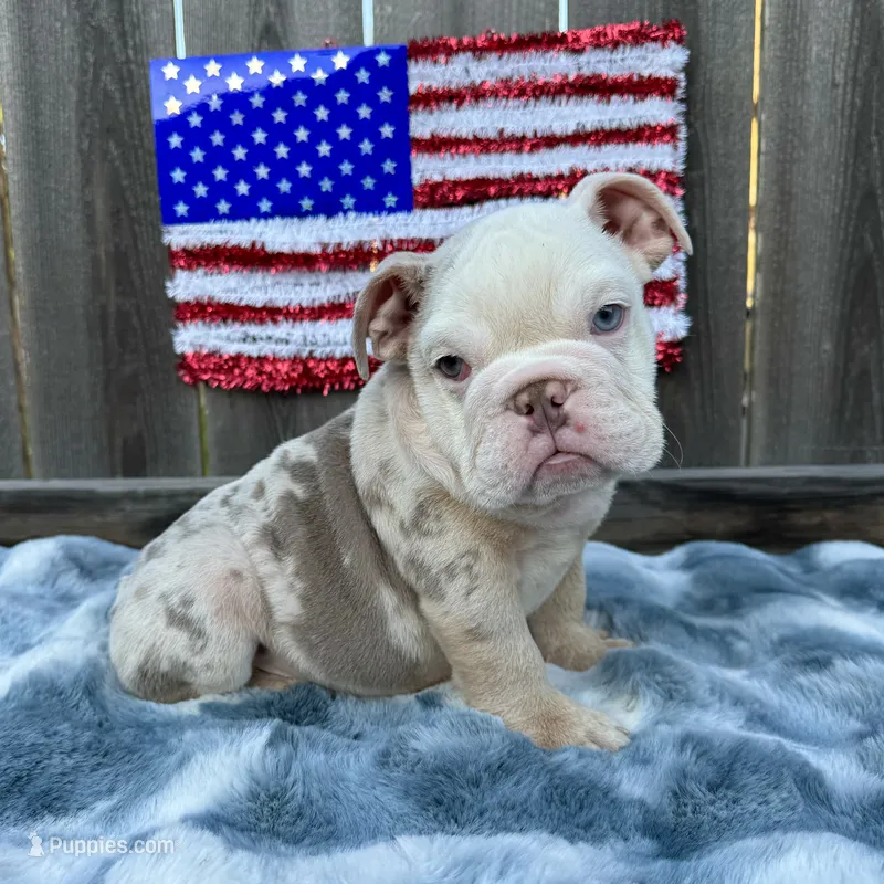 Male, Lilac Tri Merle – English Bulldog puppy for sale in Houston, TX