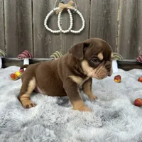 Female, Choco and Tan, a female English Bulldog for sale in Houston, TX – 2 of 6