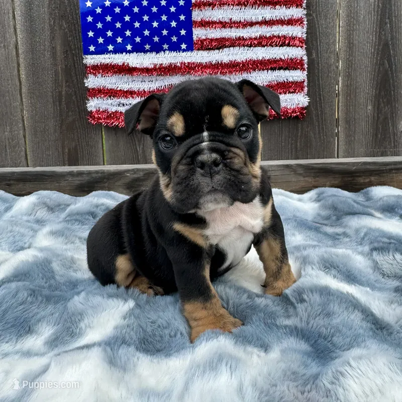 Female, Black Tri – English Bulldog puppy for sale in Houston, TX