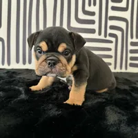 Male, Black Tri, a male English Bulldog for sale in Houston, TX – 5 of 6