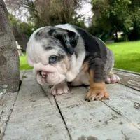 Female, Blue Tri Merle, a female English Bulldog for sale in Houston, TX – 4 of 6