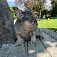 Male, Blue Tri Merle, a male French Bulldog for sale in Houston, TX – 7 of 7