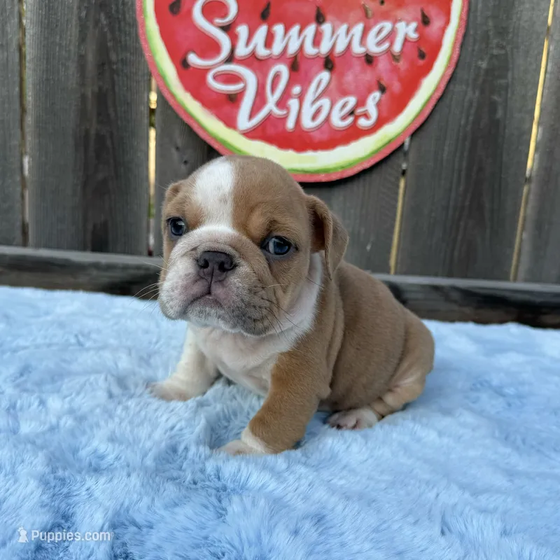 Male, Lilac and White – English Bulldog puppy for sale in Houston, TX