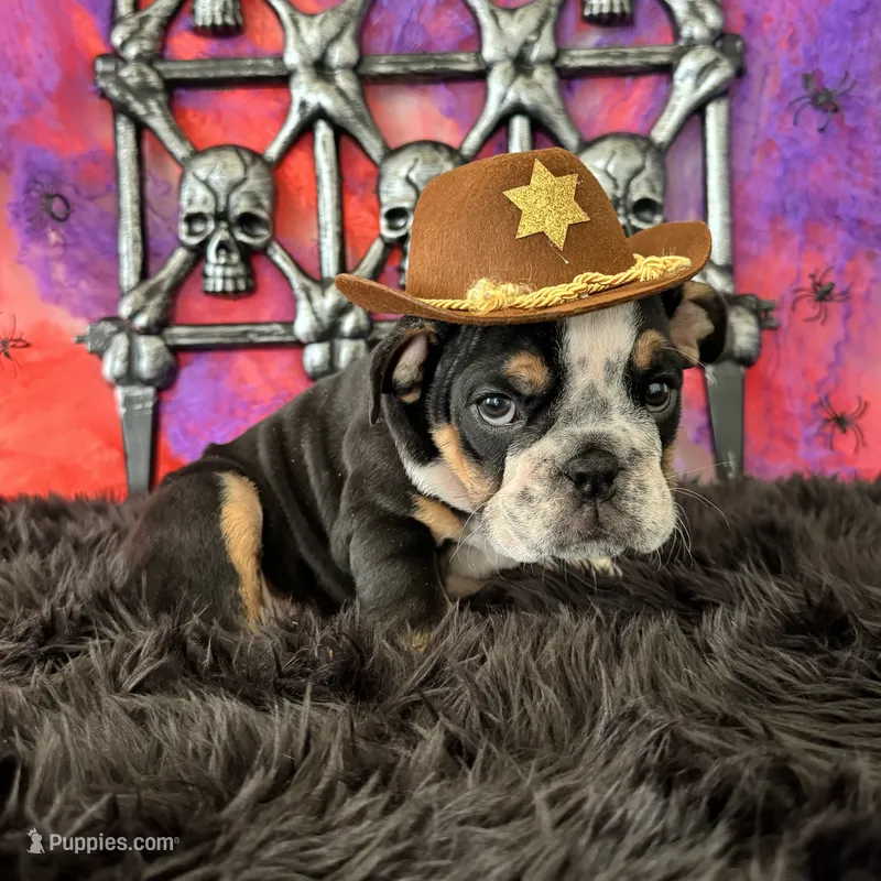 Male, Black Tri – English Bulldog puppy for sale in Houston, TX