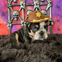 Male, Black Tri, a male English Bulldog for sale in Houston, TX – 1 of 7