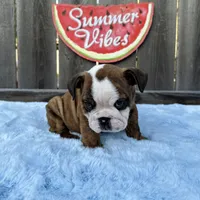 Male, Brindle, a male English Bulldog for sale in Houston, TX – 5 of 7