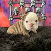 Male, Choco Tri, a male English Bulldog for sale in Houston, TX – 4 of 8