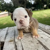 Female, Choco Tri, a female English Bulldog for sale in Houston, TX – 1 of 6