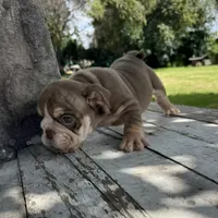 Male, Choco Tri, a male English Bulldog for sale in Houston, TX – 6 of 6