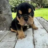 Male, Black Tri, a male English Bulldog for sale in Houston, TX – 4 of 7