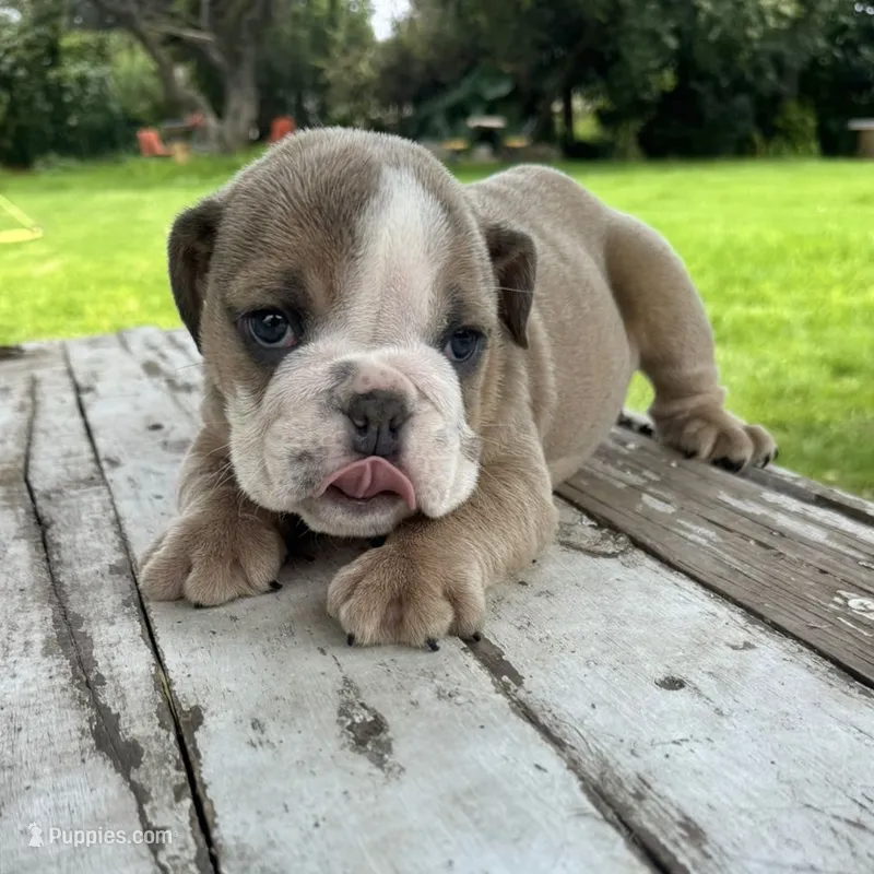 Male, Lilac Tri – English Bulldog puppy for sale in Houston, TX