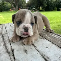 Male, Lilac Tri, a male English Bulldog for sale in Houston, TX – 1 of 6