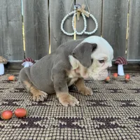 Male, Lilac Tri, a male English Bulldog for sale in Houston, TX – 7 of 7