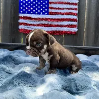 Male, Choco Tri, a male English Bulldog for sale in Houston, TX – 4 of 7