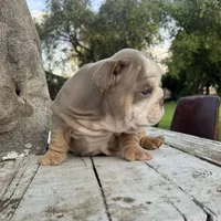 Male, Lilac Tri , a male English Bulldog for sale in Houston, TX – Photo 2 of 10