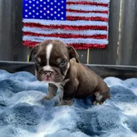Male, Choco Tri, a male English Bulldog for sale in Houston, TX – 6 of 7