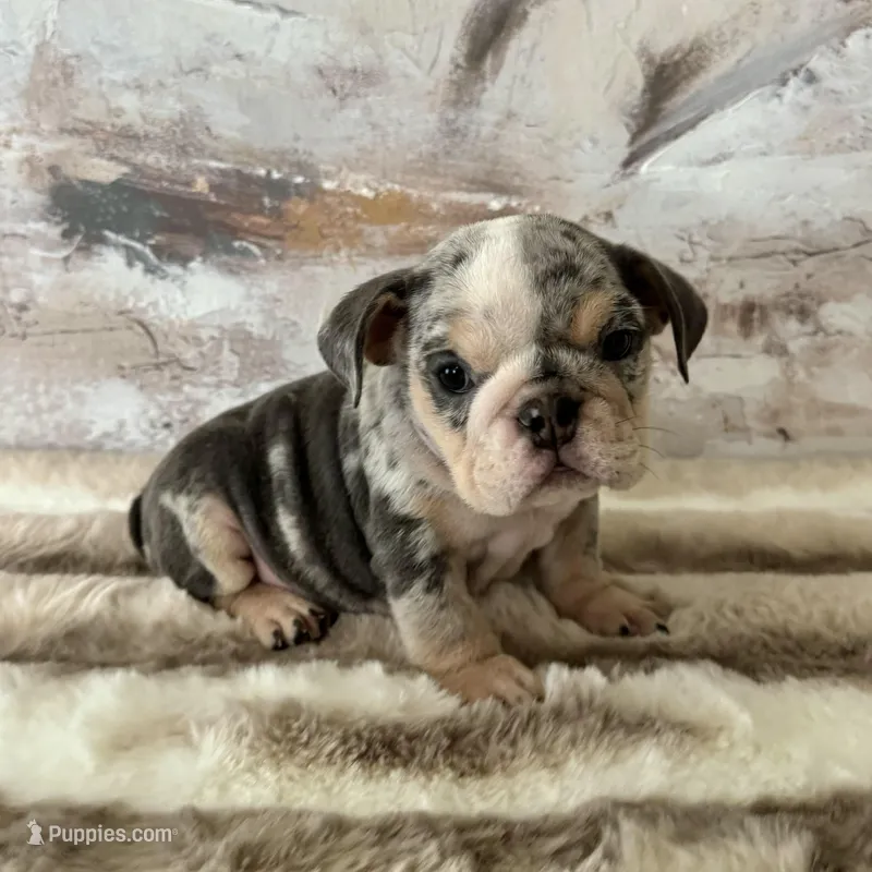 Female, Blue Tri Merle – English Bulldog puppy for sale in Houston, TX