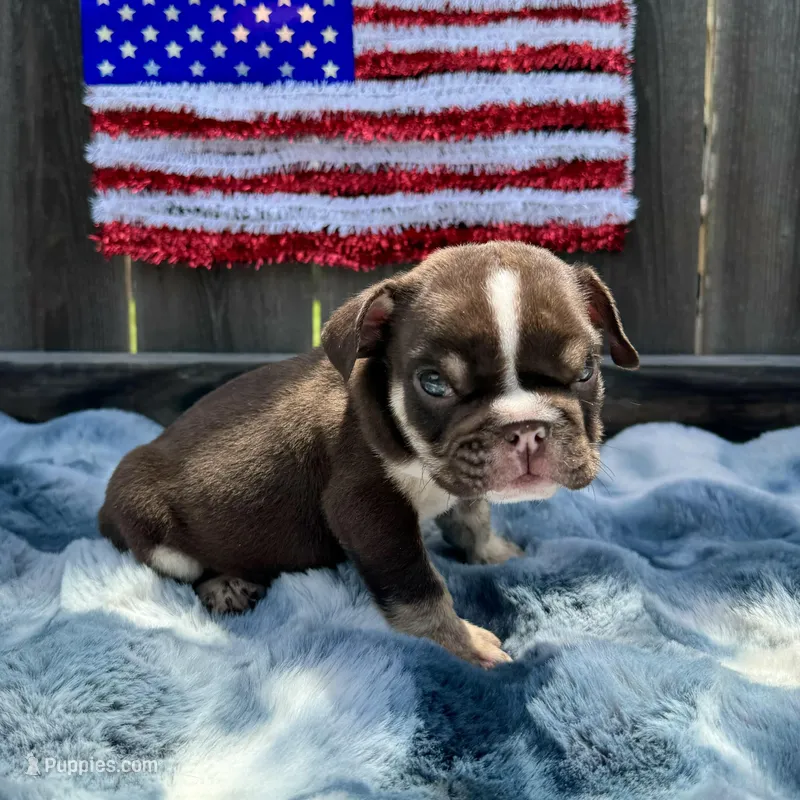 Male, Choco Tri – English Bulldog puppy for sale in Houston, TX