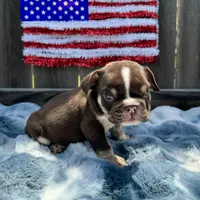 Male, Choco Tri, a male English Bulldog for sale in Houston, TX – 1 of 7