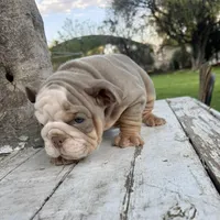 Male, Lilac Tri , a male English Bulldog for sale in Houston, TX – Photo 5 of 10