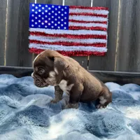 Male, Choco Tri, a male English Bulldog for sale in Houston, TX – 7 of 7