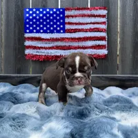 Male, Choco Tri, a male English Bulldog for sale in Houston, TX – 5 of 7