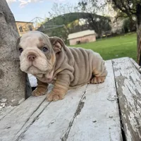 Male, Lilac Tri , a male English Bulldog for sale in Houston, TX – Photo 10 of 10