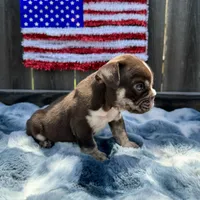 Male, Choco Tri, a male English Bulldog for sale in Houston, TX – 2 of 7