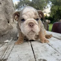 Male, Lilac Tri , a male English Bulldog for sale in Houston, TX – Photo 8 of 10