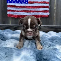 Male, Choco Tri, a male English Bulldog for sale in Houston, TX – 3 of 7