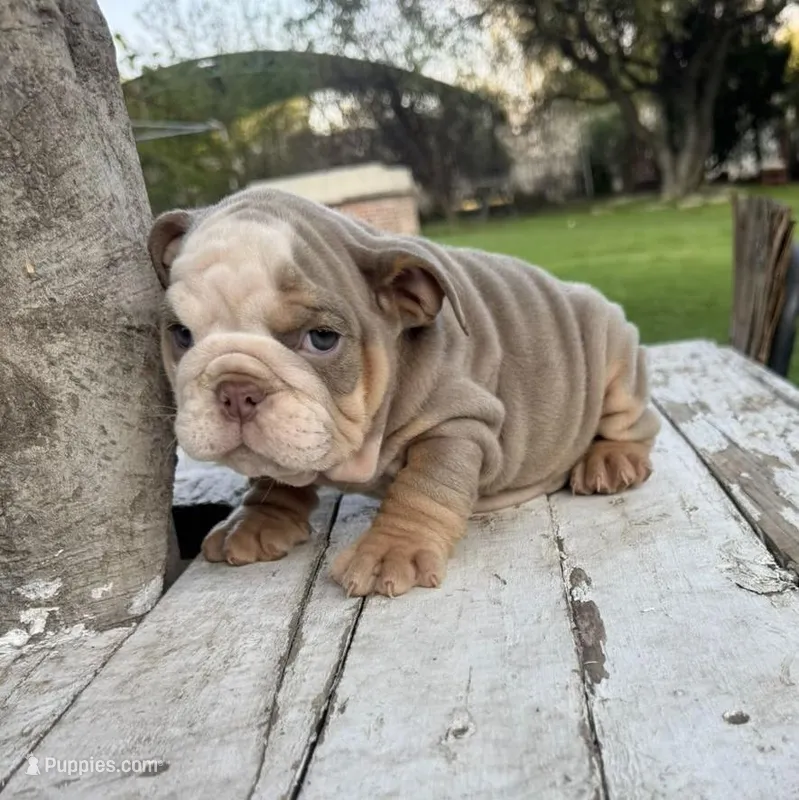 Male, Lilac Tri  – English Bulldog puppy for sale in Houston, TX