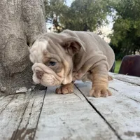 Male, Lilac Tri , a male English Bulldog for sale in Houston, TX – Photo 4 of 10