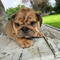 Female, Fawn , a female English Bulldog for sale in Houston, TX – 2 of 7