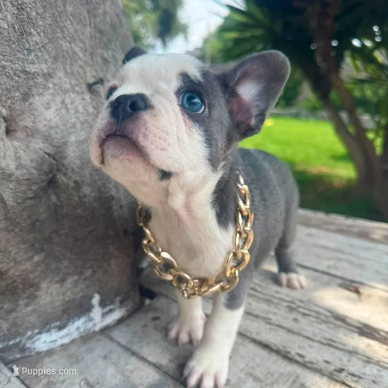 Male, Blue and White – French Bulldog puppy for sale in Houston, TX