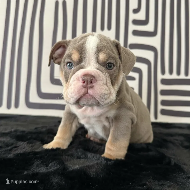 Female, Lilac Tri  – English Bulldog puppy for sale in Houston, TX