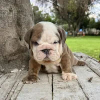 Male, Brown and White, a male English Bulldog for sale in Houston, TX – 2 of 7