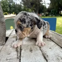 Male, Black Tri Merle, a male English Bulldog for sale in Houston, TX – 5 of 6