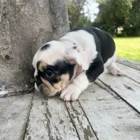 Female, Black Tri, a female English Bulldog for sale in Houston, TX – 2 of 6