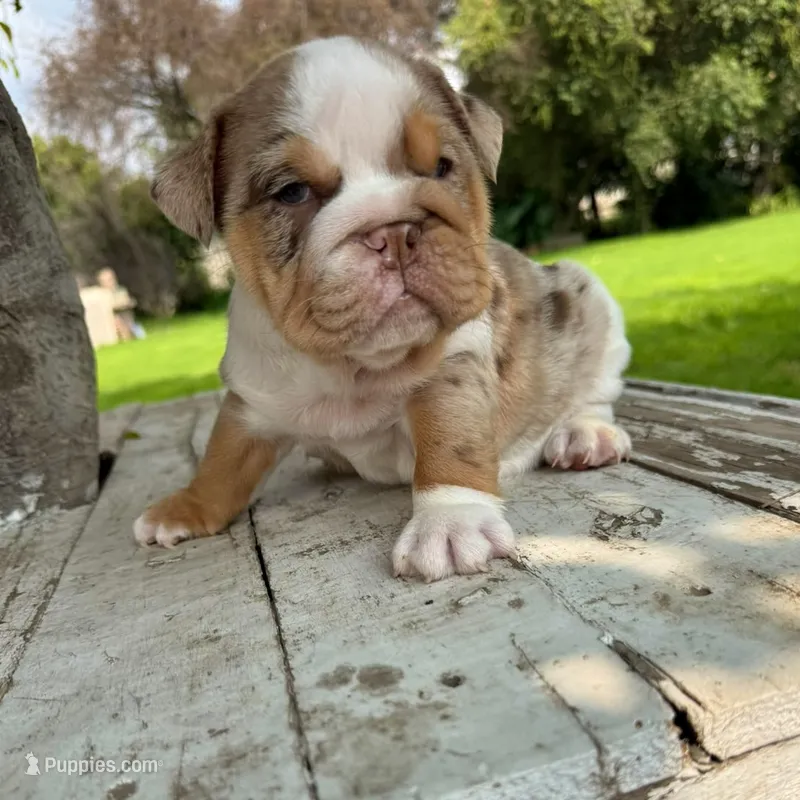 Female, Lilac Tri Merle – English Bulldog puppy for sale in Houston, TX