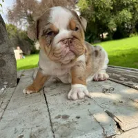 Female, Lilac Tri Merle, a female English Bulldog for sale in Houston, TX – 1 of 7